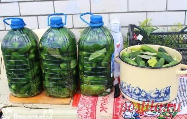 Солим огурцы в пластиковых бутылках! Получаются настоящие бочковые огурчики, очень вкусно! — Полезные советы