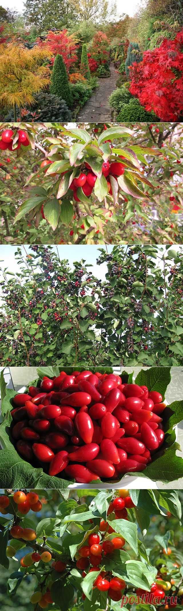 Красиво и полезно. Разбираемся в декоративных плодовых кустарниках