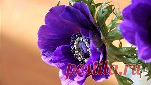 АНЕМОНЫ - цветы необычайной красоты
Прежде чем задаваться вопросом, как вырастить анемоны, надо знать их предпочтения. Они любят меняющийся свет, хорошо себя чувствуют под тенью деревьев, в умеренно теплом уголке. Любимые почвы – влажные, богатые перегноем и удобрениями. Сухая почва обрекает растение на плохое цветение. Зимой могут не выжить без укрытия, особенно это относится к таким видам, как анемона корончатая и анемона гибридная.
Размножение анемон
На вопрос как сажат...