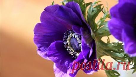 АНЕМОНЫ - цветы необычайной красоты
Прежде чем задаваться вопросом, как вырастить анемоны, надо знать их предпочтения. Они любят меняющийся свет, хорошо себя чувствуют под тенью деревьев, в умеренно теплом уголке. Любимые почвы – влажные, богатые перегноем и удобрениями. Сухая почва обрекает растение на плохое цветение. Зимой могут не выжить без укрытия, особенно это относится к таким видам, как анемона корончатая и анемона гибридная.
Размножение анемон
На вопрос как сажат...