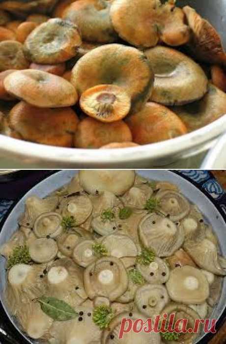 Соление грибов на зиму (рыжики и грузди).