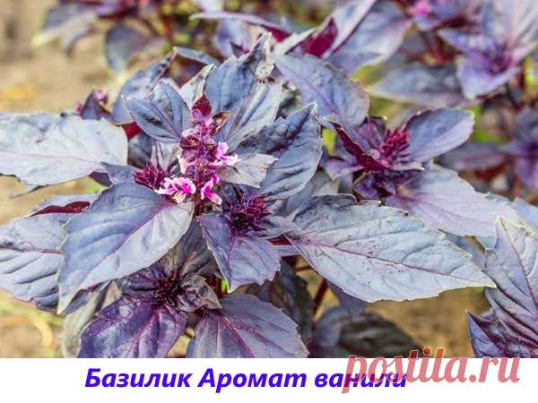 Фото и описание видов и сортов многоликого базилика