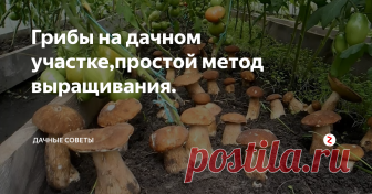 Грибы на дачном участке,простой метод выращивания. Да, именно грибы и именно на дачном участке. Оказывается, на своем участке реально запросто выращивать грибы, любые на ваш вкус, а точнее растущие в вашей местности.
Кстати, воплотить эту мечту  довольно просто. Для этого не нужно каких то огромных затрат или уйму времени на уход.
Для начала вырастим рассаду!
Думаю, ни для кого не секрет, что грибы размножаются при помощи спор. В этом наша задача