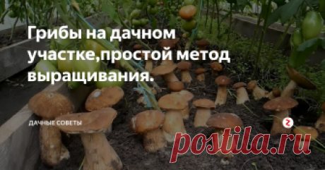 Грибы на дачном участке,простой метод выращивания. Да, именно грибы и именно на дачном участке. Оказывается, на своем участке реально запросто выращивать грибы, любые на ваш вкус, а точнее растущие в вашей местности.
Кстати, воплотить эту мечту  довольно просто. Для этого не нужно каких то огромных затрат или уйму времени на уход.
Для начала вырастим рассаду!
Думаю, ни для кого не секрет, что грибы размножаются при помощи спор. В этом наша задача