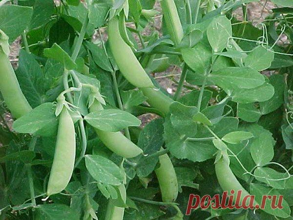 Как вырастить горох на балконе: 24 популярных вида растений | Obustroeno.Com