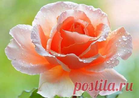 Мой Мир@Mail.Ru