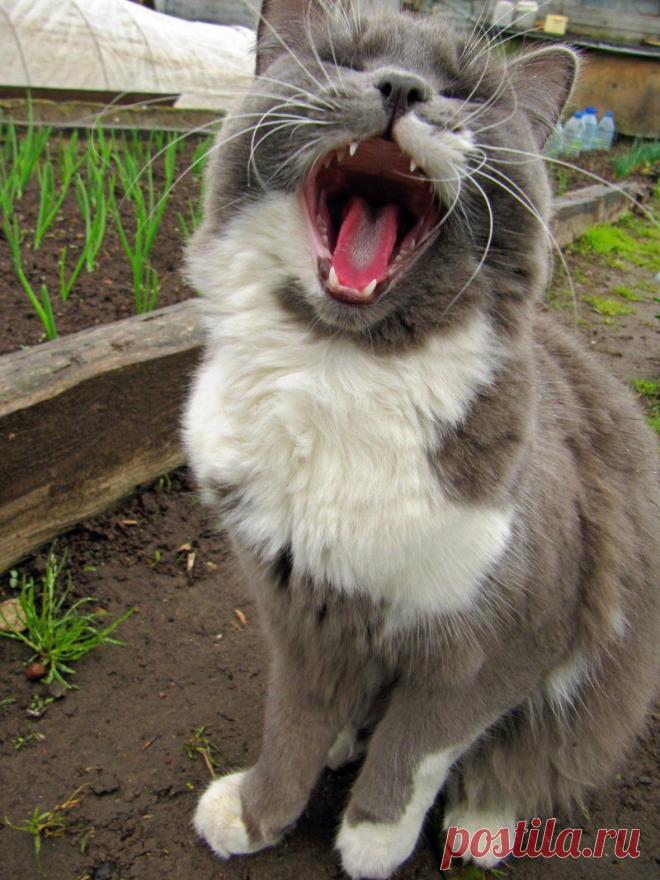 кот / Поиск по тегам / CATFOTO.COM фотографии кошек и котят, дикие кошки, блоги любителей кошек