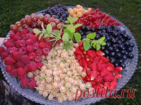 ШКОЛА ЗДОРОВОГО ПИТАНИЯ
