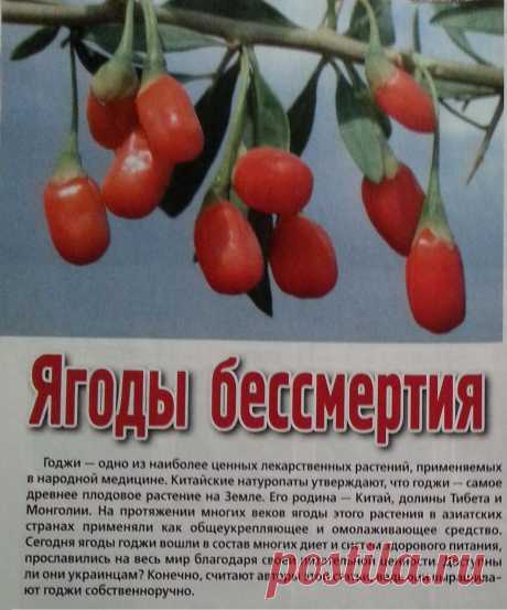 Ягоды годжи называют «природной виагрой и антидеперссантом в одном флаконе», «супружеским вином», «плодами долголетия», «первейшим тонизирующим средством для мозга», «ягодами счастья». Популярность ягод годжи на Западе настолько велика, что впору говорить о «годжимании».
