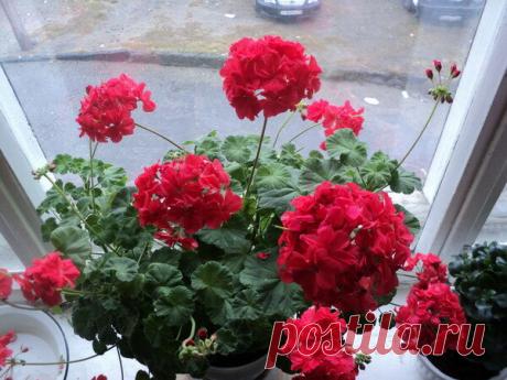 Герань вытягивается вверх и не цветет: простое решение проблемы | Pro100ogorod | Яндекс Дзен