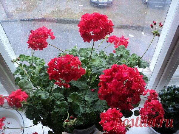 Герань вытягивается вверх и не цветет: простое решение проблемы | Pro100ogorod | Яндекс Дзен