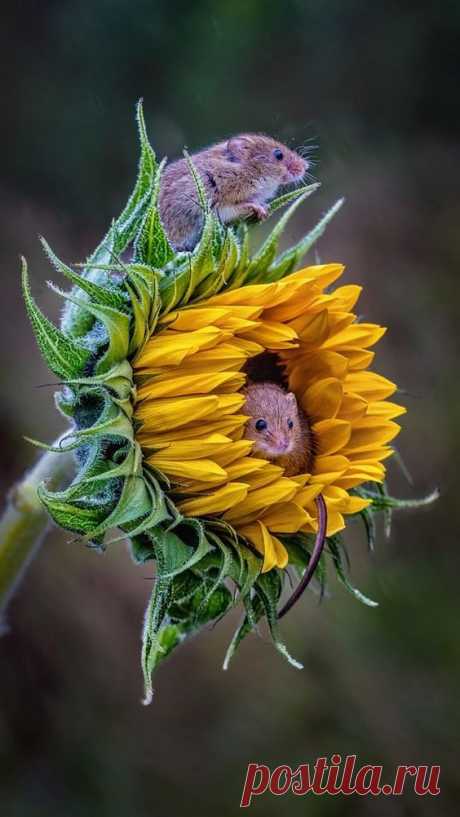 (163) Pinterest
