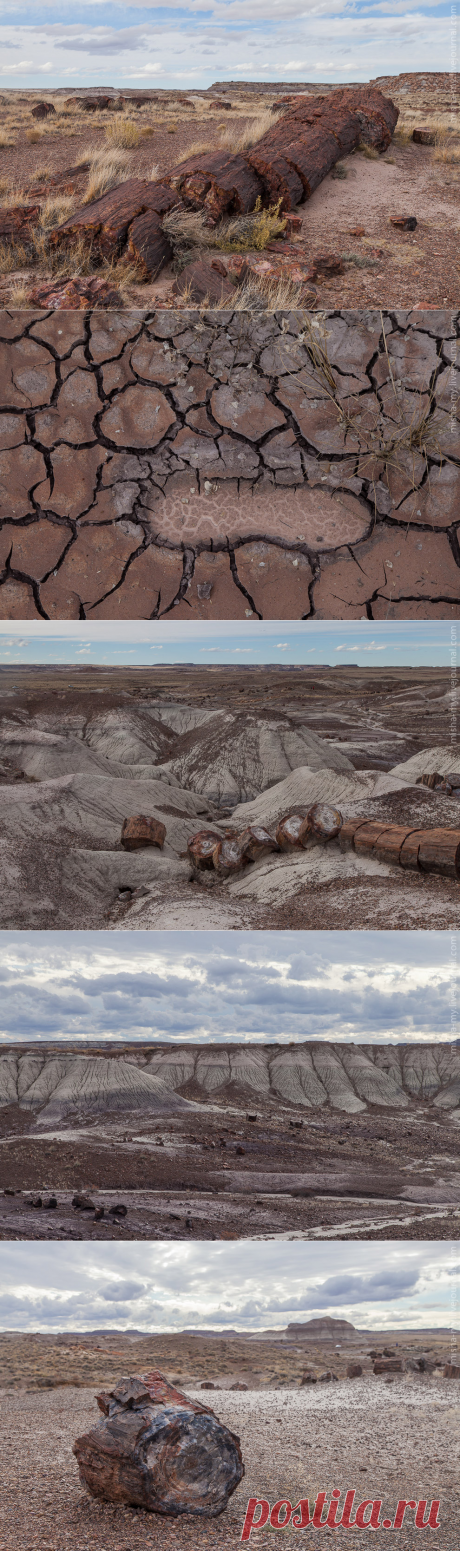 Фотопрогулка по «окаменевшему лесу»