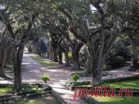 Дубовая аллея. Луизиана