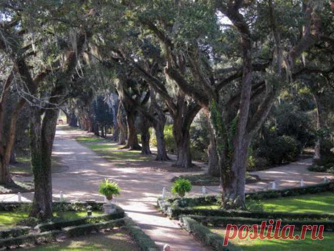 Дубовая аллея. Луизиана
