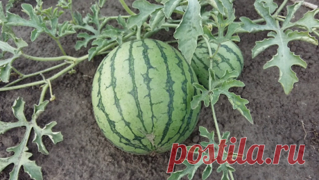 Хочешь урожай – по целине сажай! У нас дача расположена на поле, где совхоз раньше выращивал арбузы. Считалось, что там особый микроклимат для выращивания бахчи. И первые три-четыре года арбузы, дыни и тыквы действительно росли на славу...