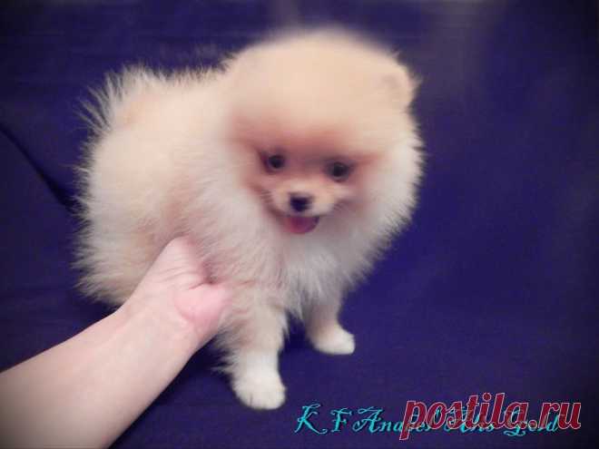 Щенки померанского шпица помет А | Питомник Карамель Фэнтези