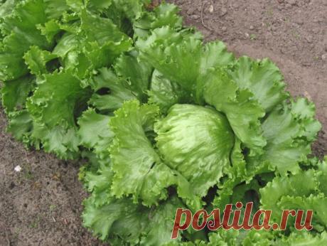 Салат кочанный &quot;Айсберг&quot;