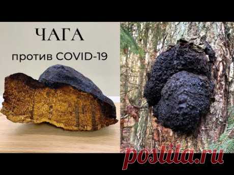 ЧАГА - что это такое? Интересные факты про чагу! (Inonotus obliquus)