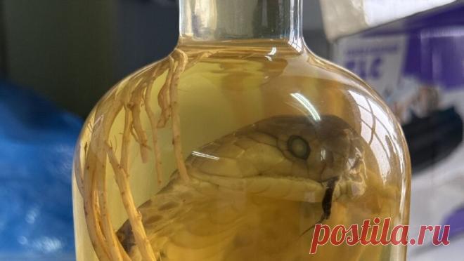 В аэропорту Барнаула задержали россиянку за ввоз змеиного вина из Вьетнама. Алтайские таможенники обнаружили в багаже россиянки, приехавшей из Вьетнама необычный напиток с редкой коброй. Об этом сообщает ФТС России. Стеклянную бутылку с надписью "Змеиное вино" нашли при досмотре у туристки в аэропорту ...