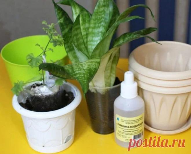 Наступает холодная пора, пора подкормить домашние цветы перекисью водорода. А я расскажу как все... Подкормка домашних зеленых питомцев перекисью водорода поможет Вам легко, без финансовых затрат преобразить внешний вид своих любимых растений.