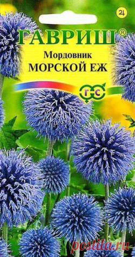 Мордовник &quot;Морской еж&quot;