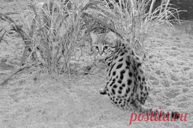 Черноногая кошка (Felis nigripes) | Терри Уиттакер Фотография