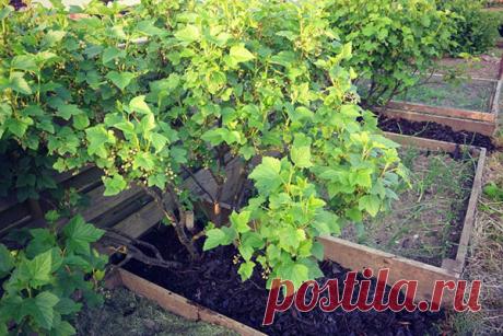 Жаркий май в саду: весенние хлопоты дачника