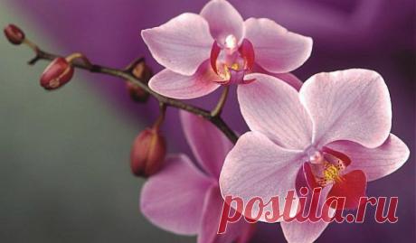 Как ухаживать за орхидеей