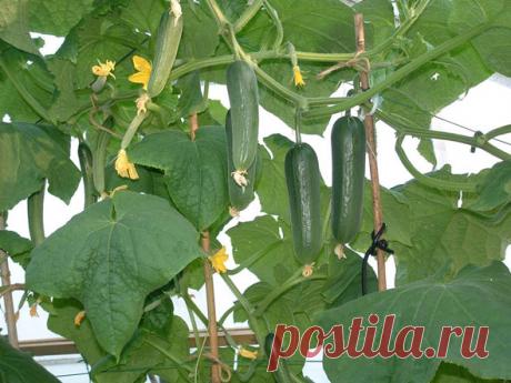 Формирование огурцов в теплице, схема и видео: Как формировать огурцы в теплице