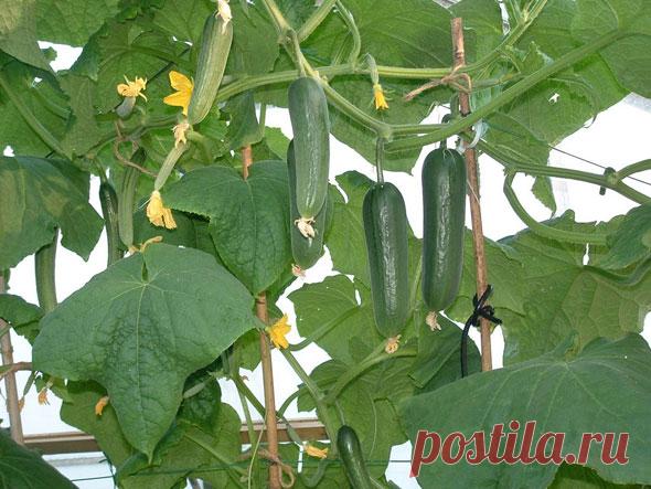 Формирование огурцов в теплице, схема и видео: Как формировать огурцы в теплице