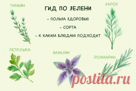 Укроп для желудка, кинза от давления, кервель в салат. Полный гид по зелени!  Что на самом деле дает нам зелень и какая от нее польза. Мы привыкли считать зелень обычной приправой. Но это не так. Если бы мы знали все о полезных свойствах зелени, то смогли бы продлить жизнь на 30 лет. Укроп Укроп имеет множество полезных свойств. Он укрепляет иммунитет, борется с воспалительными процессами. Также укроп предотвращает сердечно-сосудистые заболевания и болезни ЖКТ. Чтобы сделать укроп полезнее, пр…
