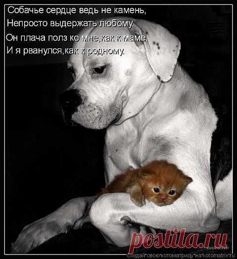 ПОДКИДЫШ...