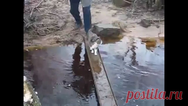 Находчивый кот
