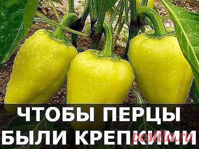 ЧТОБЫ ПЕРЦЫ БЫЛИ КРЕПКИМИ 
Чтобы перцы были крепкими и усыпаны плодами, подкармливайте их банановым настоем. Половину 3-литровой банки наполните кожурой бананов, доверху залейте водой и дайте настояться 2 дня. Затем настой, который приобретет темный цвет, разведите в ведре воды. 
Бананы перед тем, как снять кожуру, надо тщательно вымыть горячей водой. 
Этим настоем, богатым калием, можно поливать и томаты.
