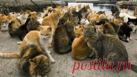 10 УВЛЕКАТЕЛЬНЫХ ФАКТОВ О КОШАЧЬЕЙ СТРАТЕГИИ ВЫЖИВАНИЯ В ЧЕЛОВЕЧЕСКИХ ГОРОДАХ. — Лап-Ушки.com — любимые животные