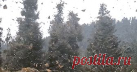 Тусовка бабочек