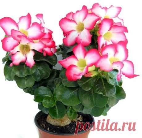 Растение адениум (Adenium): размножение, обрезка и уход в домашних условиях. Фото цветка