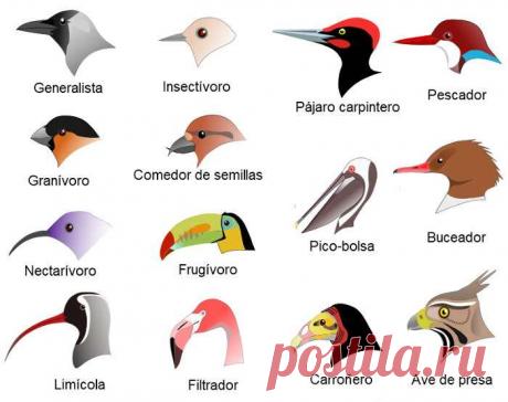 aves chilenas - Búsqueda de Google