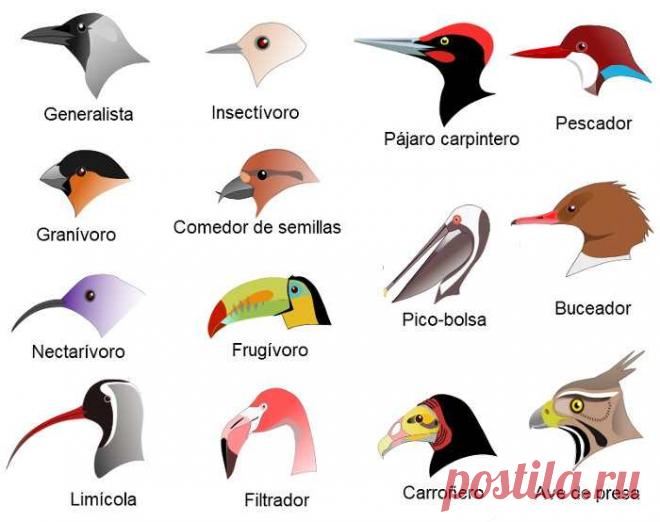aves chilenas - Búsqueda de Google