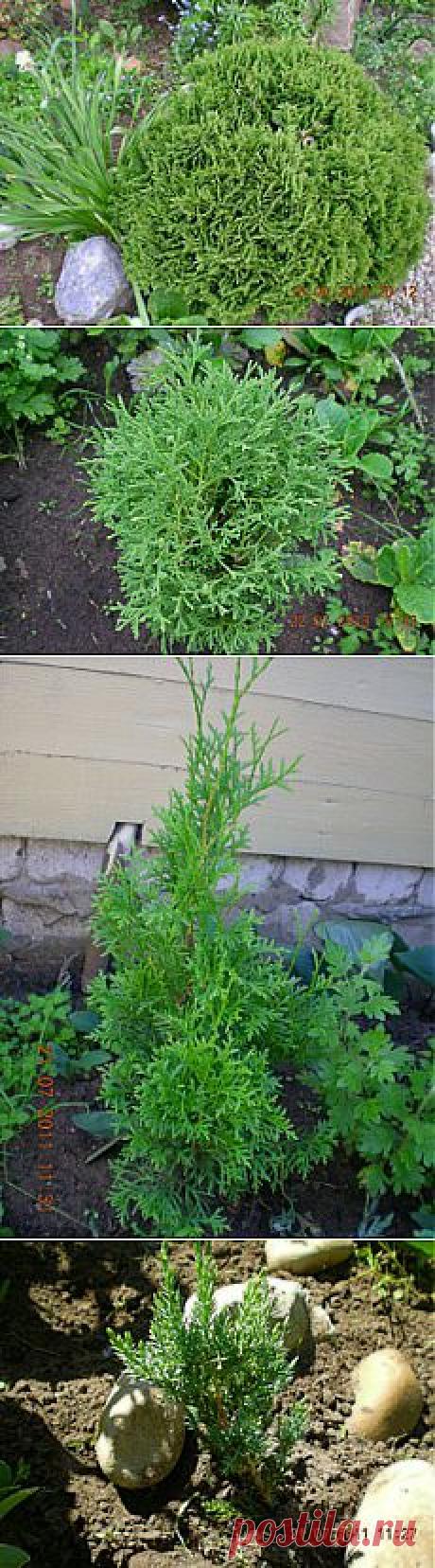 Учимся размножать хвойники.: Группа Декоративные деревья и кустарники