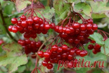 ЖЕНСКИЙ МИР