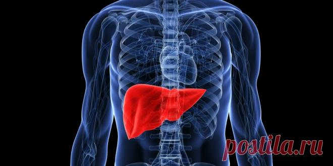Все, что нужно знать о болезнях печени | Советы для здоровья | Дзен