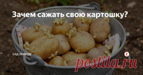 Зачем сажать свою картошку? Ведь гораздо проще купить картофель в магазине и не париться. Или всё-таки стоит выращивать картошку самому?