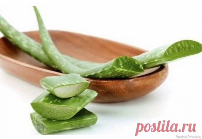 ​Алоэ с медом и кагором в народной медицине Народной медицине известно немало чудодейственных средств, которые действуют по принципу:«Семь бед – один ответ». Сочетание алоэ с медом и кагором – как раз из этой замечательной серии. Полезные свойства каждого из перечисленных продуктов давно известны. Но, оказывается, они еще могут...