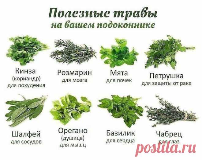 Корень лопуха от всех болезней: вылечит рак, сахарный диабет, ревматизм, артрит, остеохондроз и других Однажды я читала лекцию и сказала: «Есть такой академик, который лечит все заболевания. Сидит в земле академик-лопух и ждет, когда его человек возьмет и будет им лечиться». Сейчас люди почти все больны...