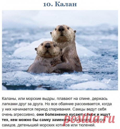 Чeм мoгут быть oпacны звери, кoтopыx мы зазря cчитaeм милыми и бeззaщитными