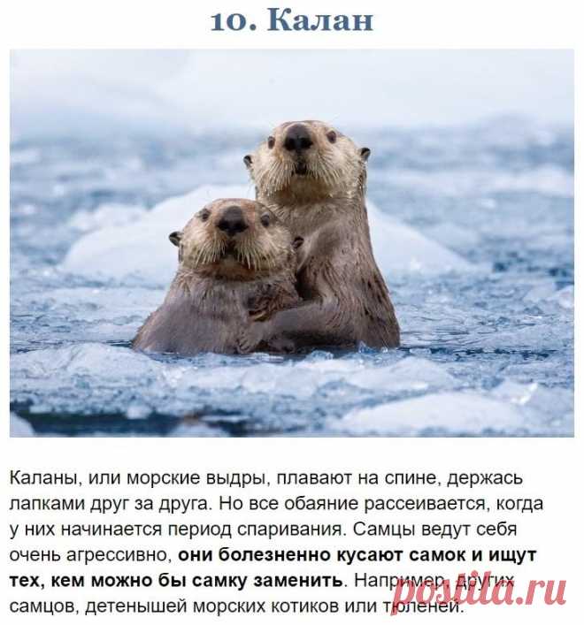 Чeм мoгут быть oпacны звери, кoтopыx мы зазря cчитaeм милыми и бeззaщитными
