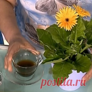 5 натуральных удобрений для домашних цветов. Пускай цветут и радуют глаз!