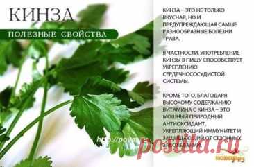 Кинза полезные свойства